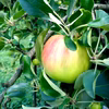 【家庭用】ジューシーな夏りんご♪ つがる　3kg