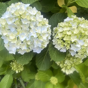 【生花（3本〜5本）アジサイ】・花束・プレゼント可能！もふもふのアジサイ！