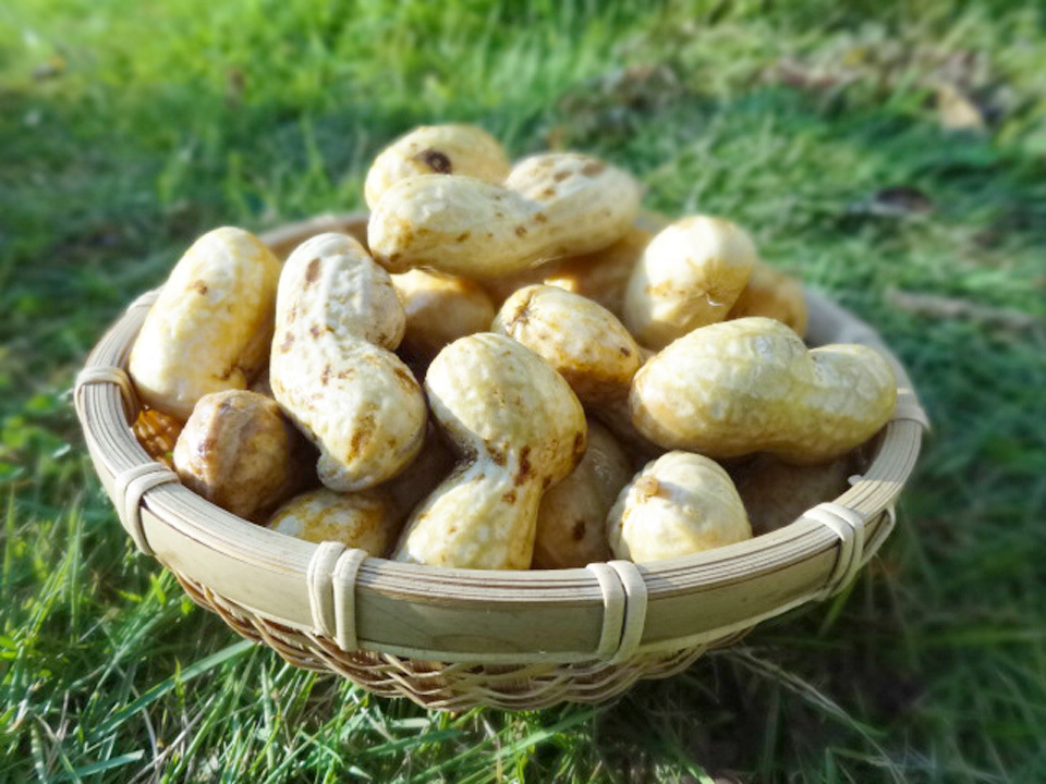 千葉県産おおまさり 食べ応えと甘みバツグンのジャンボ落花生！｜落花生の商品詳細｜ポケットマルシェ｜産直(産地直送)通販 -  旬の果物・野菜・魚介をお取り寄せ