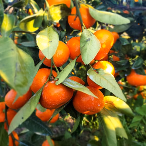 ゲリラセール紅みかん　栽培難しいからリタイアします　