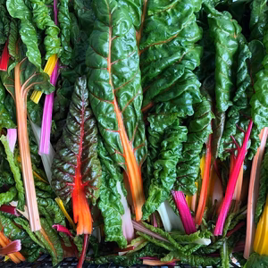 [映える野菜] サラダで食べれるスイスチャード