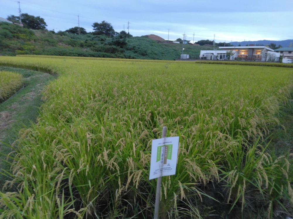 【令和4年エコ新米】ヒノヒカリ玄米 5kg～  