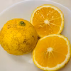 【希少フルーツ】【2025年産】【露地栽培】湘南ゴールド（家庭用）