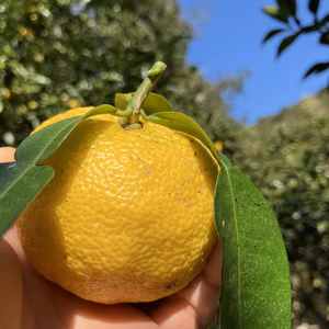 柚子　2kg     11月中旬発送予定