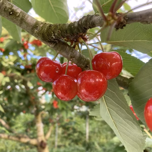 山形のさくらんぼ　ご家庭用「紅秀峰」