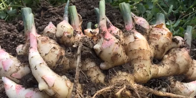 君こそ冷え性の味方。体あたたま〜る #生姜 のたしなみ