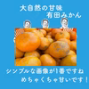 テキーラみかん（有田みかん）B品訳あり