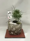 【敬老の日ギフト】ミニ松盆栽（３年木、台座付き）
