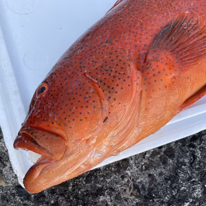 【魚突き】スジアラ4.1kg 鱗、内臓処理済