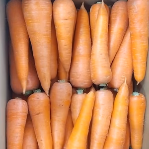 栽培期間中、無農薬無化学肥料の人参5kg