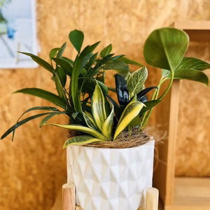陶器入り　幸せを運ぶ観葉植物の5寸おまかせ寄せ植え（４～５品種）