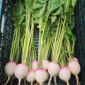 鈴の彩ー今旬の野菜達取り揃えました！