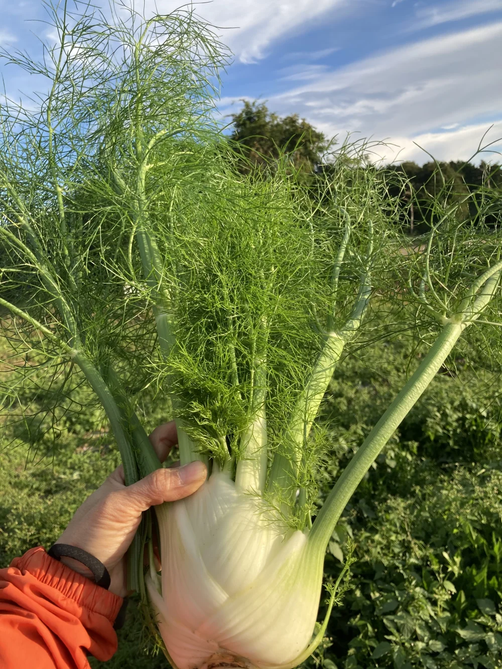 2023秋のイタリア野菜①甘い香りのフェンネル