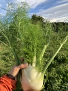 2023秋のイタリア野菜①甘い香りのフェンネル
