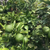 青柚子