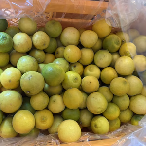 【訳あり】静岡県産タヒチライム2kg～★ワックス・防カビ剤等不使用★傷あり