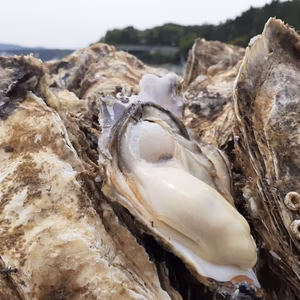 Lサイズ牡蠣　生食用　初物 11月〜順次発送日本初‼︎　ASC認証真牡蠣 