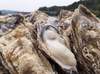 Lサイズ牡蠣　生食用　初物 11月〜順次発送日本初‼︎　ASC認証真牡蠣 