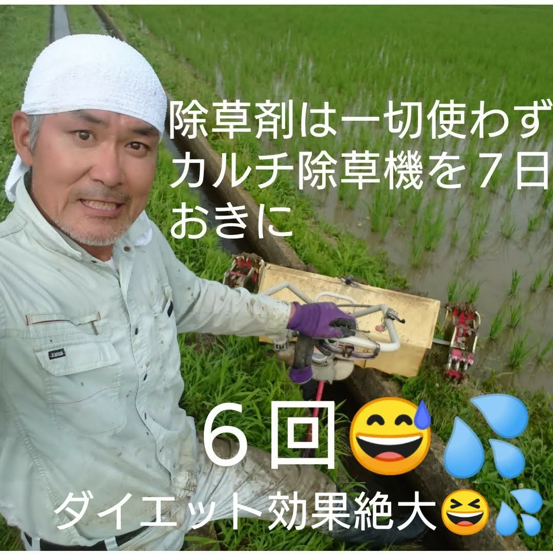 希少品種米】令和5年産 宮城県産幻の米「ササシグレ」玄米5kg