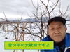 甘柿　｢太秋柿」 白箱　4L　8個入り　２.6kg以上
