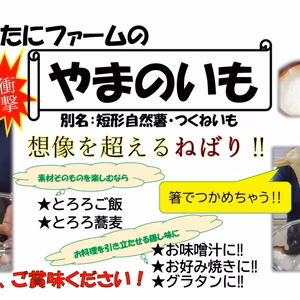 【人気商品】美味い！　やまのいも　短形自然薯