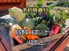 予約特典付！旬な野菜〈お試し〉セット（4品目以上）