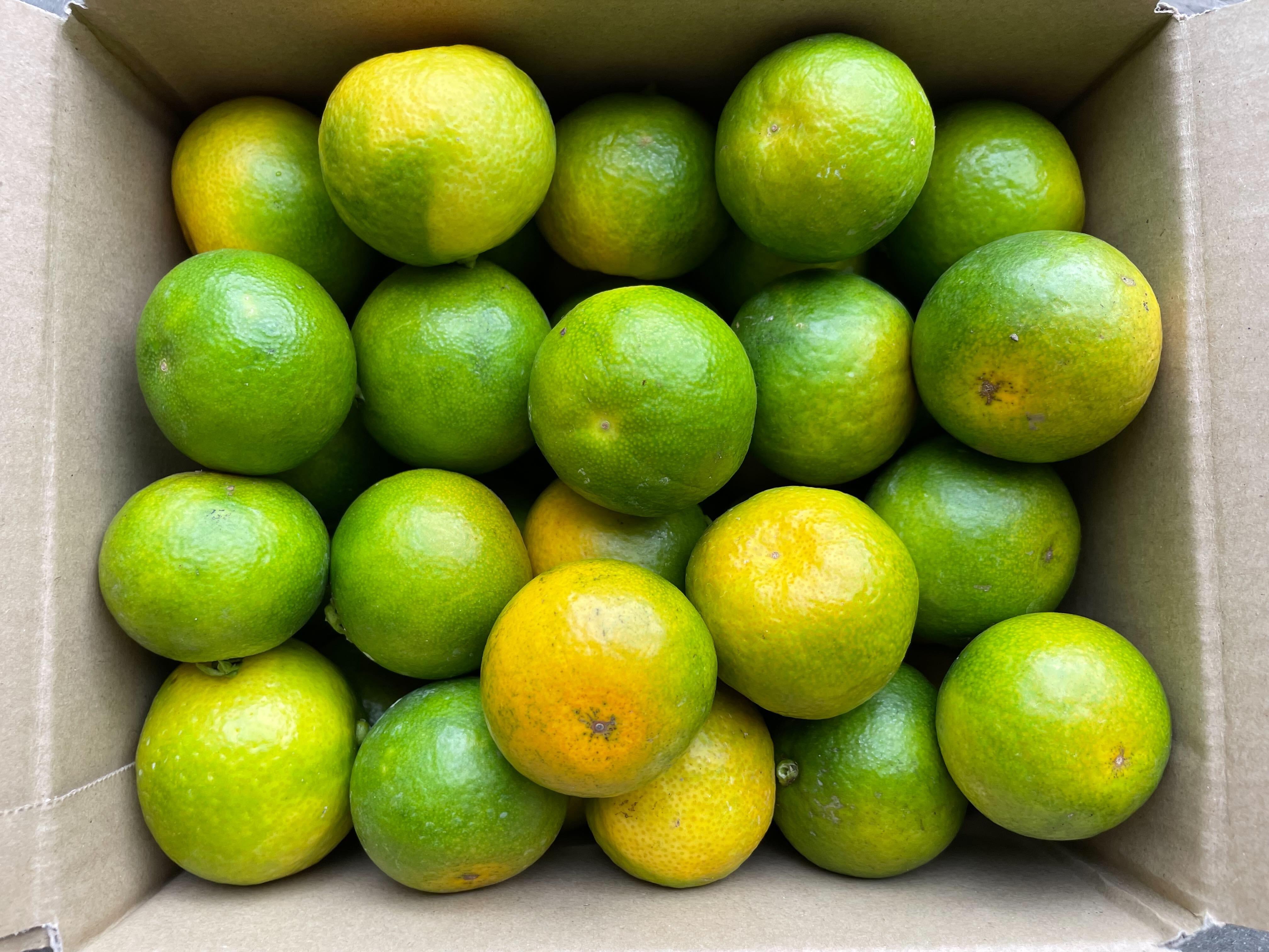 YN26の産直通販・お取り寄せ商品｜ポケットマルシェ｜産地直送で