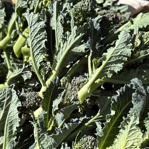 鮮度抜群！朝採りアレッタ！60サイズ詰め合わせ！