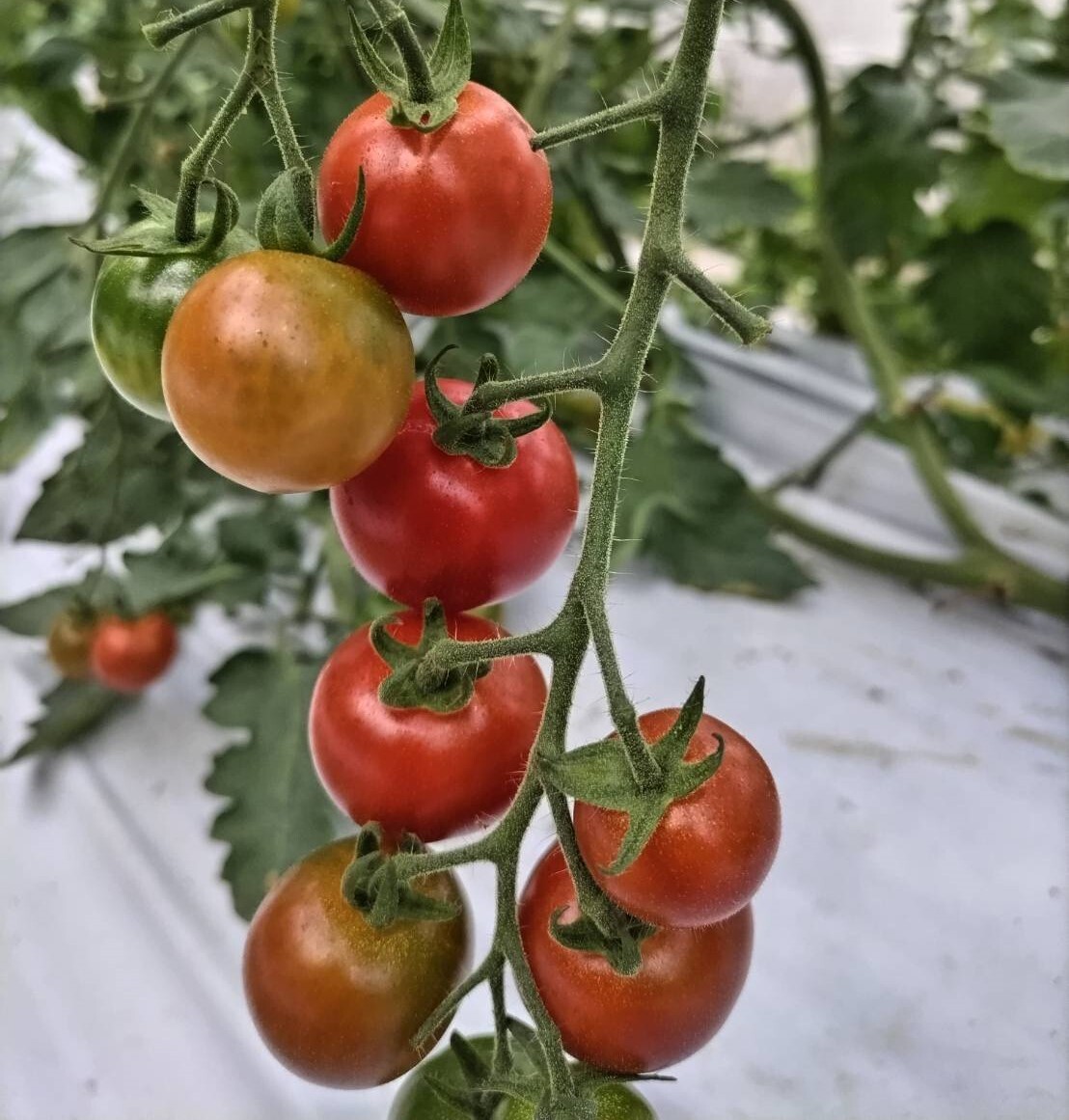 なす・トマト・ミニトマトの3種セット♪｜野菜の商品詳細｜ポケット