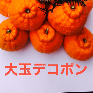 最終1箱 大玉デコポン！酸味がアクセント！ おまけ付き