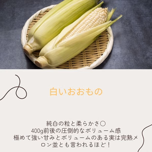 白いとうもろし　”白い大物”　　6月半ばより発送予定