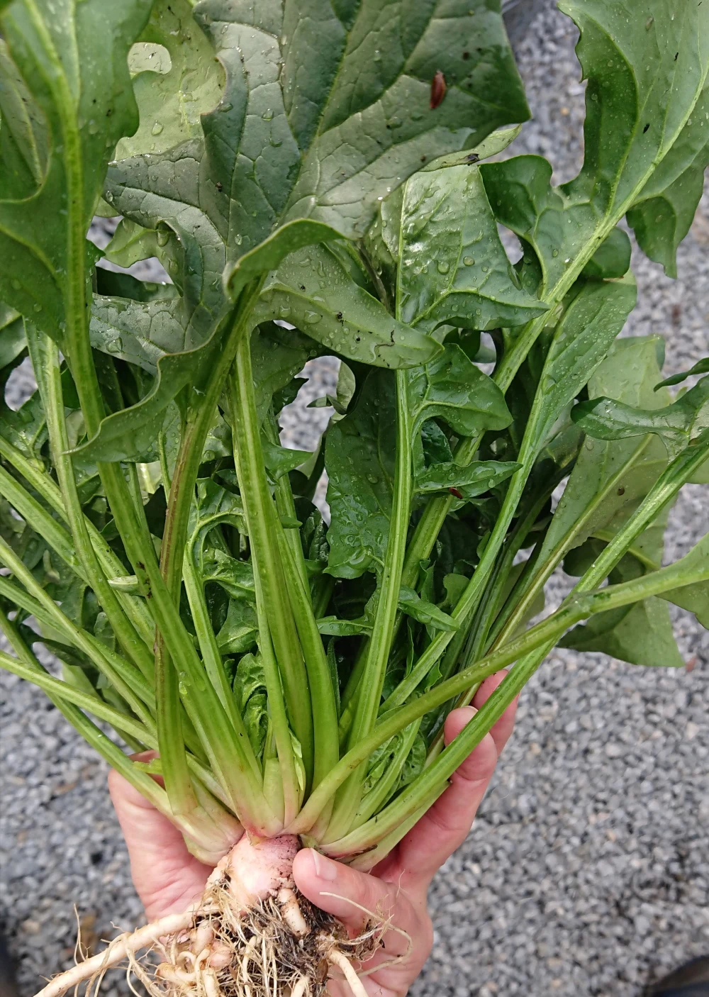 無農薬自家栽培こだわり野菜詰め合わせ かぶの葉 間引き菜