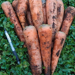 無農薬・無化学肥料栽培「土にこだわった人参」固定種（洗い・葉無し）