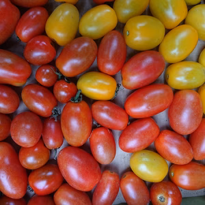 送料(クール込)800円 1箱限定 ミニトマト(アイコ）【農薬不使用】地域限定 