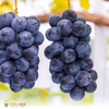 BK-1 花笑み農園　岡山の『BKシードレス』1kg（２~３房） 9月中旬～　