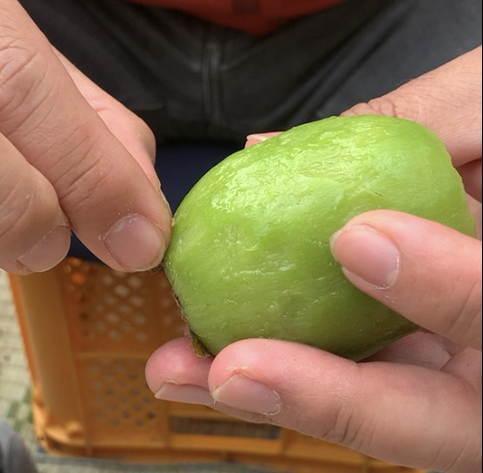 【半額セール】甘っ！これがキウイ⁉ ハニーキウイ〈姫なり〉竹