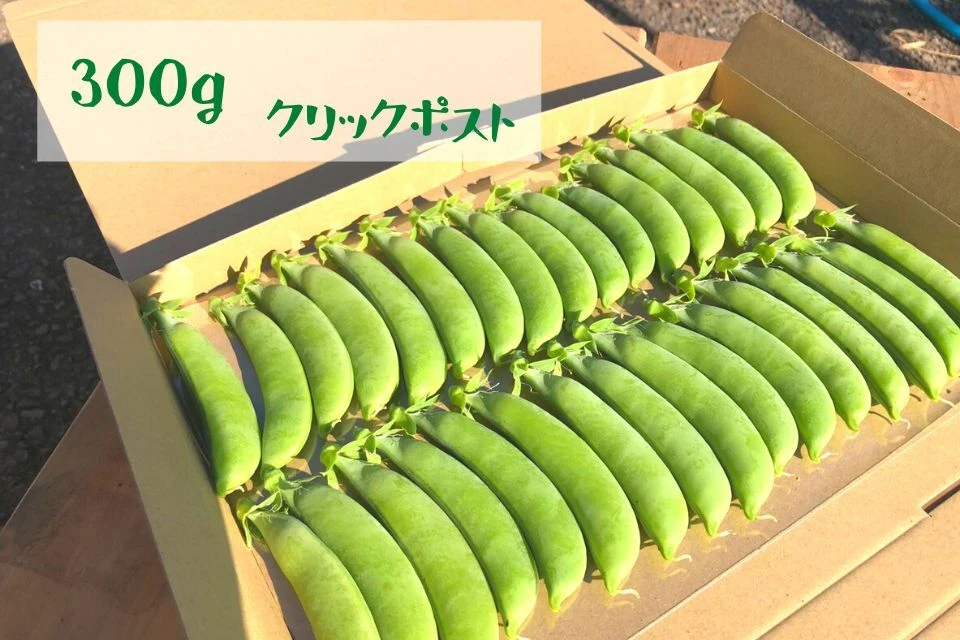 送料一律!! スナップエンドウ  お試しサイズからたっぷりサイズまで 