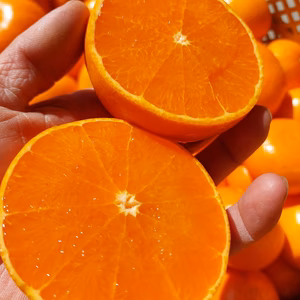 せとか【柑橘の大トロ】5.5kg(箱込)