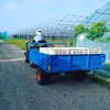 生産量日本一『高畠産デラウェア』（6房前後）