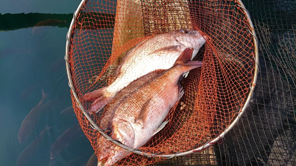 毎週金曜日発送！福井県 敦賀真鯛 厚切りしゃぶしゃぶとアラ1尾分【冷蔵】