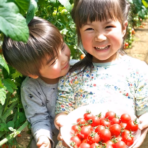 ラストセール10％OFF！6月5日まで。超濃厚ミニトマト！　農カード付き