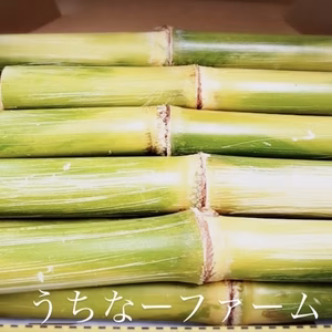 本場、沖縄県産 サトウキビ3Kg(20本前後)