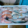 1日限定❗️❗️ 本日獲れた鮮魚セット
