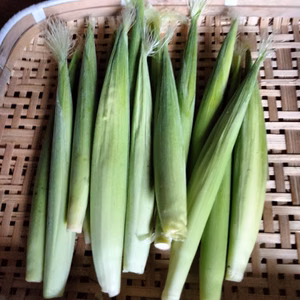 ヤングコーン25本　旬の野菜のおまけ付き！