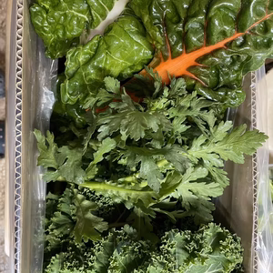 癖のある野菜！フリルケールとスイスチャードと春菊の３点セット