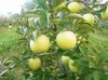 小玉りんご【ミックス：サンふじ＋シナノゴールド＋りんごジュース】