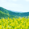 【お試しに◎】川根茶煎茶２種セット「あさぎり/やまびこ」