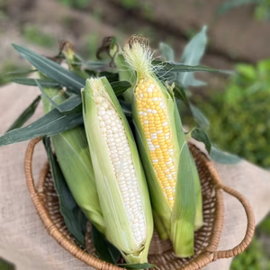 留守農場の朝穫れスーパースイートとうもろこし　感動の甘さお届け