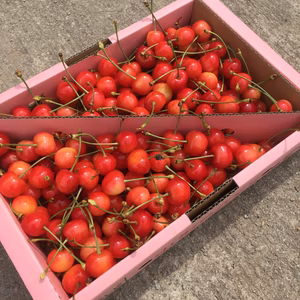 【訳あり】数量限定‼︎コスパ抜群‼︎1kg‼︎お買い得‼︎東根産佐藤錦