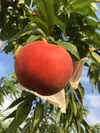 農薬、肥料、除草剤不使用『桃』1㎏（4-9玉）